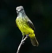 Dusky-chested Flycatcher