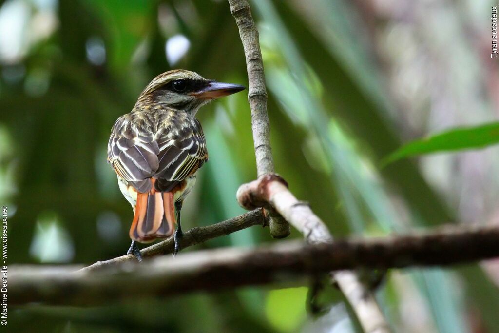 Streaked Flycatcher