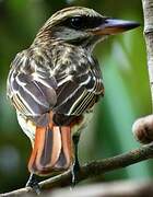 Streaked Flycatcher