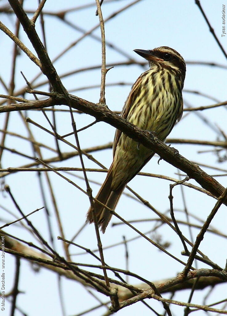 Streaked Flycatcher