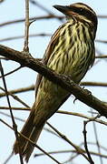 Streaked Flycatcher