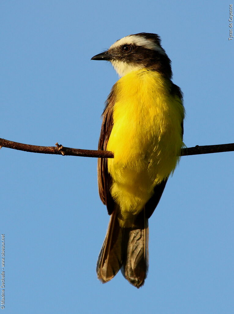 Rusty-margined Flycatcher