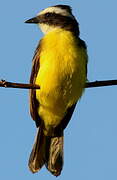 Rusty-margined Flycatcher