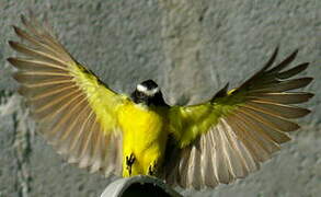 Rusty-margined Flycatcher