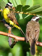 Rusty-margined Flycatcher