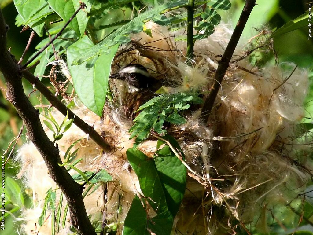 Rusty-margined Flycatcher, Reproduction-nesting