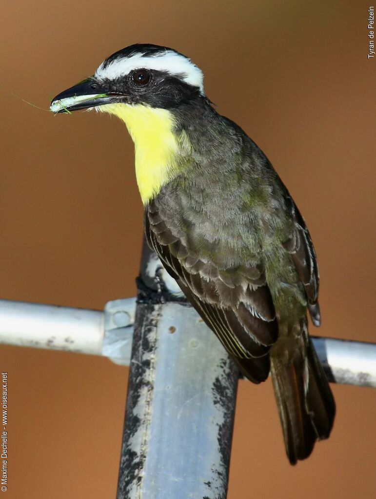 Yellow-throated Flycatcher, identification, feeding habits