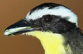 Yellow-throated Flycatcher