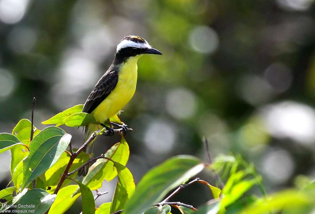 Tyran de Pelzelnadulte, identification