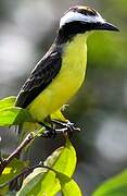 Yellow-throated Flycatcher