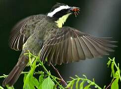 Yellow-throated Flycatcher