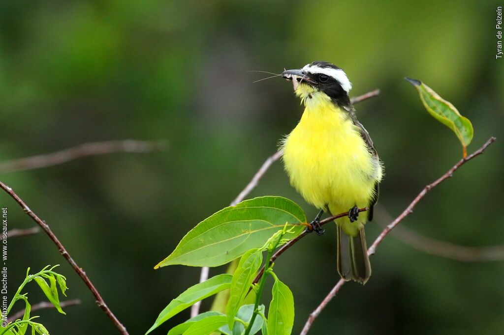 Yellow-throated Flycatcher, feeding habits