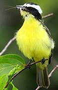 Yellow-throated Flycatcher