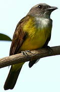 Sulphury Flycatcher