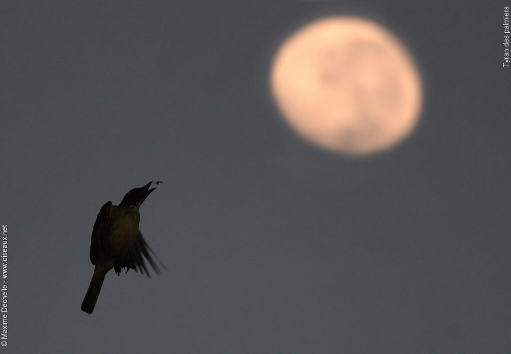 Sulphury Flycatcher, Flight, feeding habits