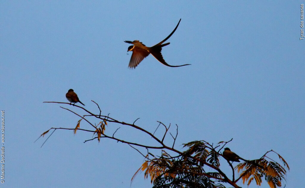 Fork-tailed Flycatcher, identification, Flight, feeding habits