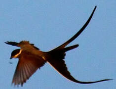 Fork-tailed Flycatcher