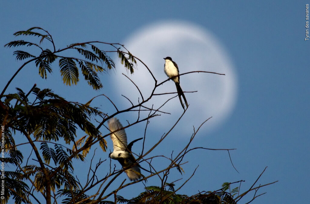 Fork-tailed Flycatcher, Flight