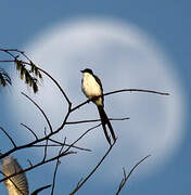 Fork-tailed Flycatcher