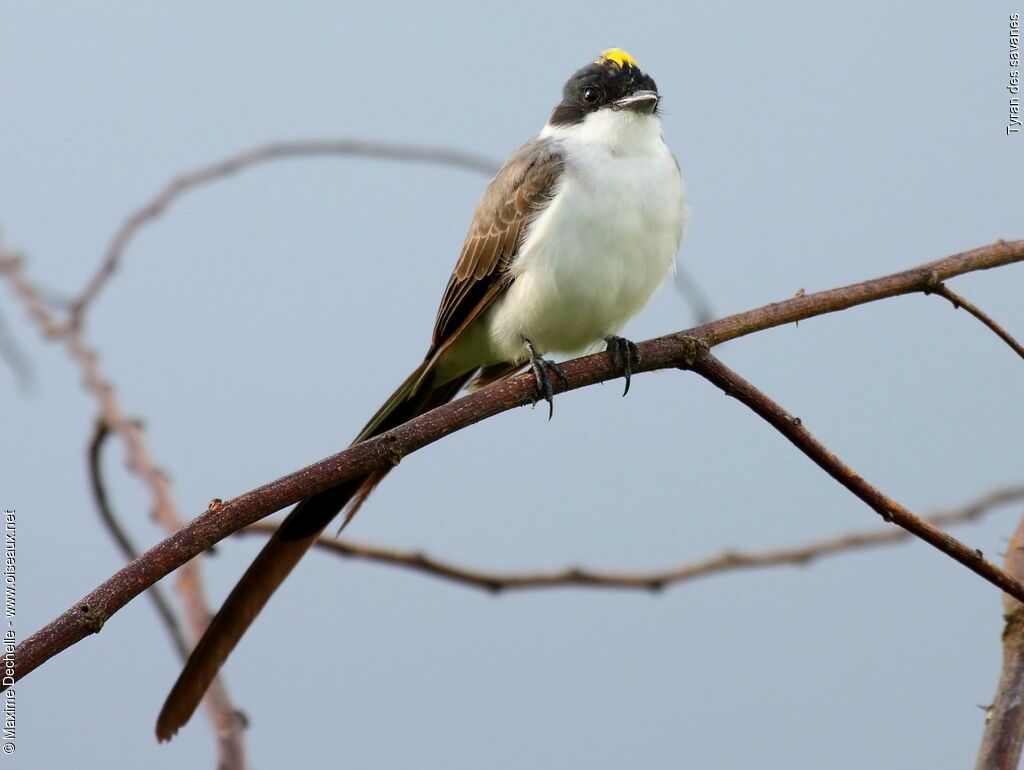 Tyran des savanes, identification