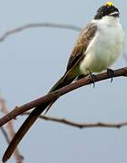 Fork-tailed Flycatcher