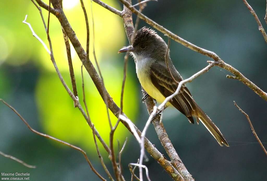 Short-crested Flycatcheradult