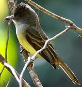 Short-crested Flycatcher