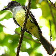 Short-crested Flycatcher