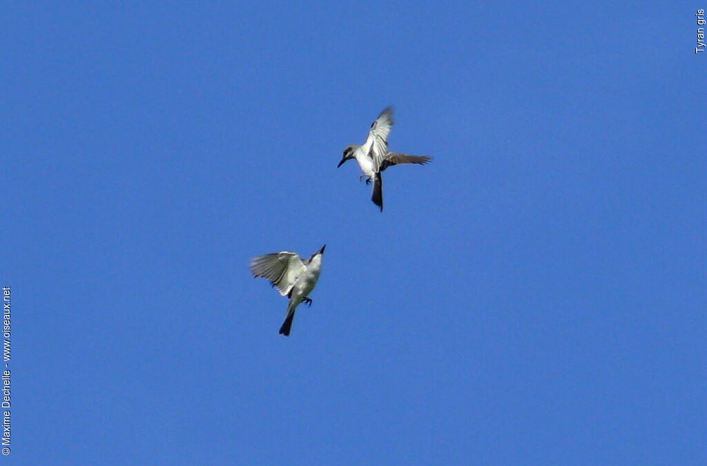 Grey Kingbird, Flight, Behaviour