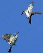 Grey Kingbird