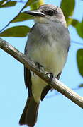 Grey Kingbird