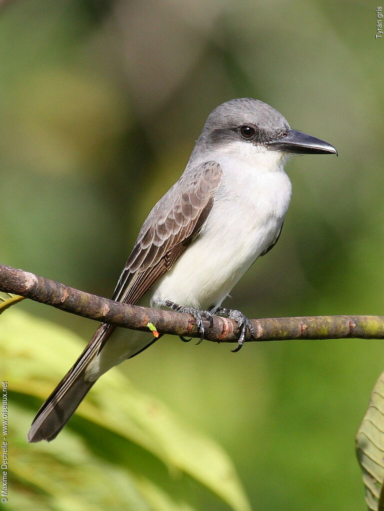 Tyran gris, identification