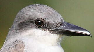 Grey Kingbird