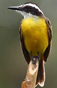 Lesser Kiskadee