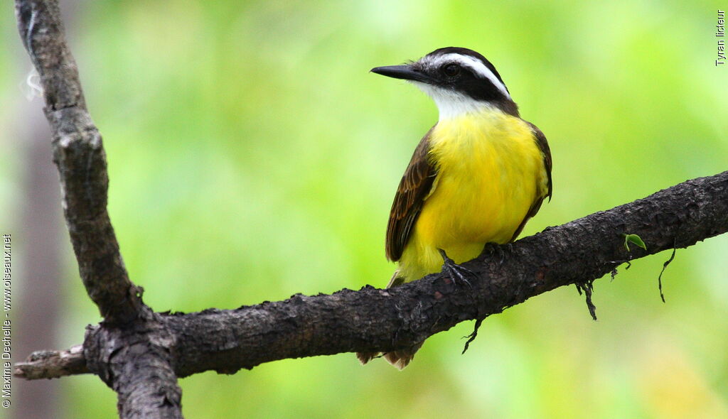 Lesser Kiskadee, identification