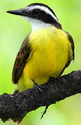 Lesser Kiskadee