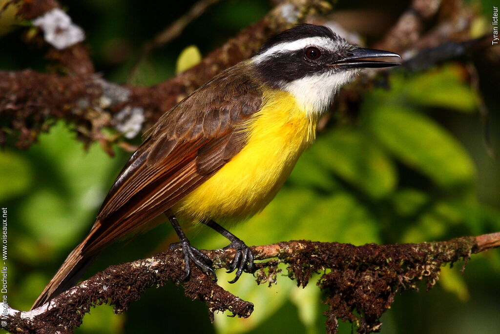 Lesser Kiskadee, identification