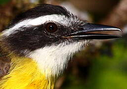 Lesser Kiskadee