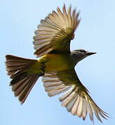 Tropical Kingbird