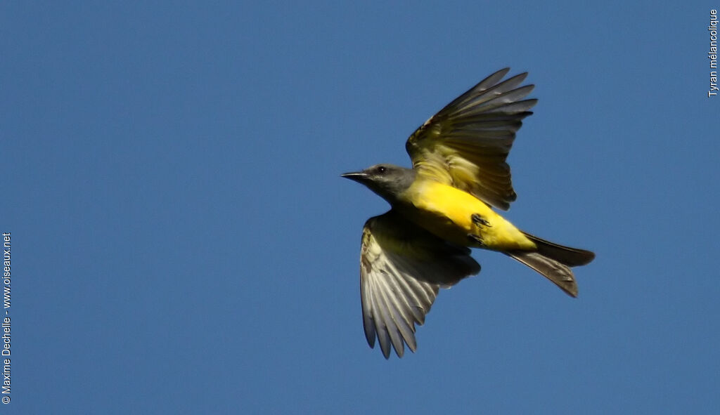 Tropical Kingbird, Flight