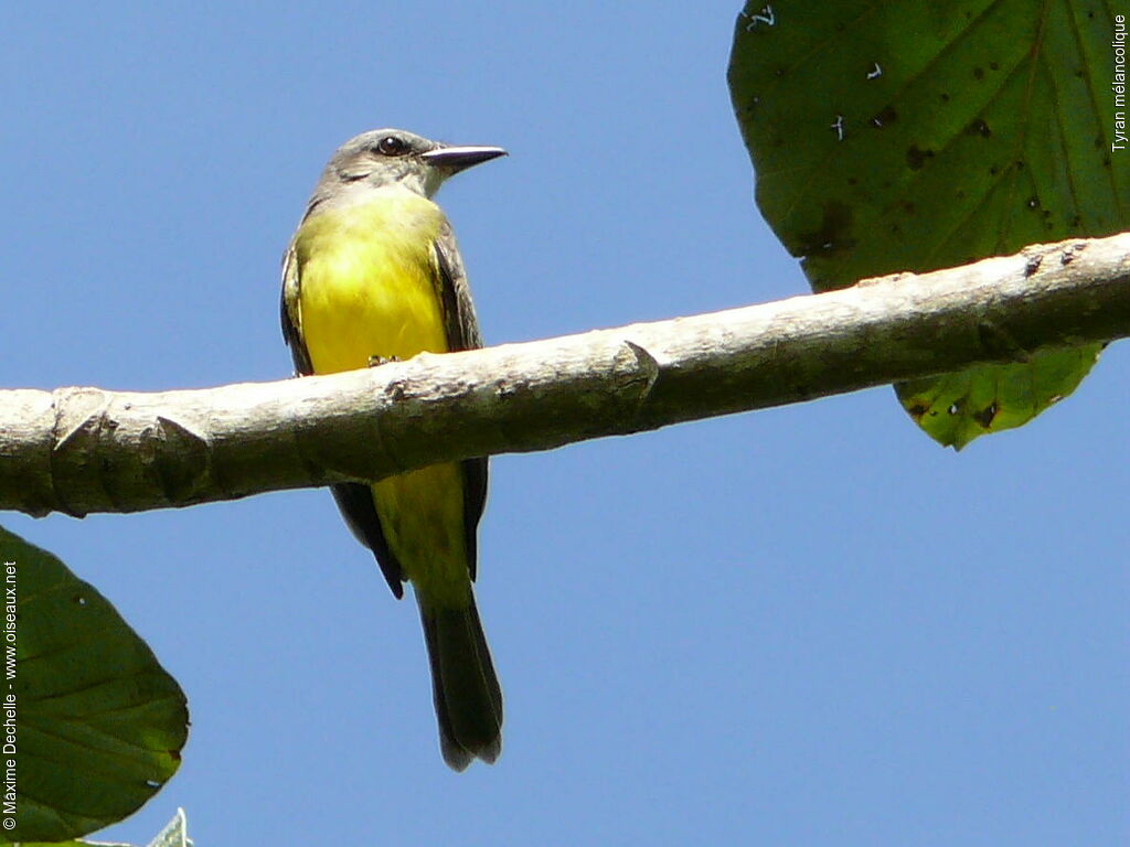 Tropical Kingbird