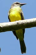 Tropical Kingbird