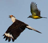 Tropical Kingbird