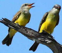 Tropical Kingbird