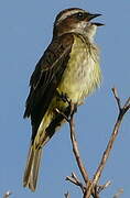 Piratic Flycatcher