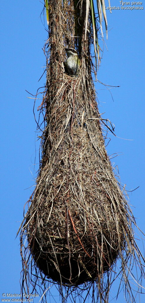 Piratic Flycatcher, Behaviour