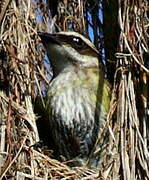 Piratic Flycatcher