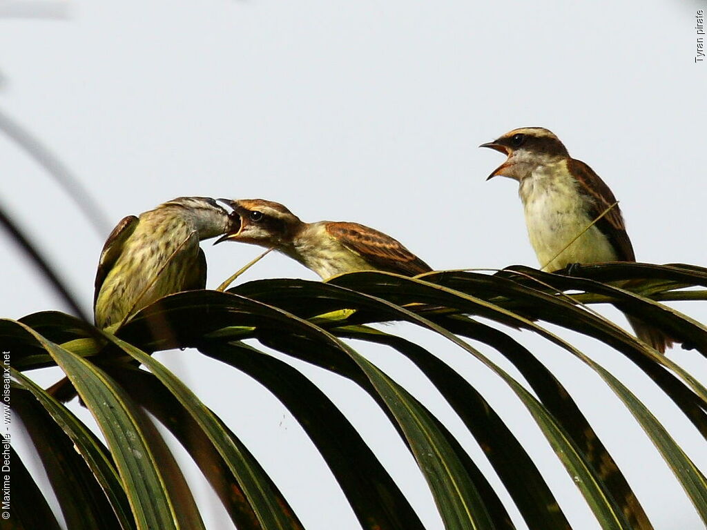 Piratic Flycatcherjuvenile, identification, Behaviour