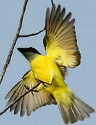 Boat-billed Flycatcher