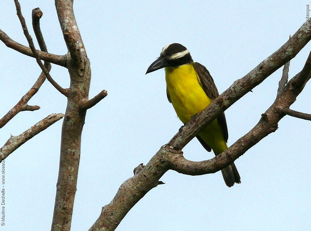 Boat-billed Flycatcher